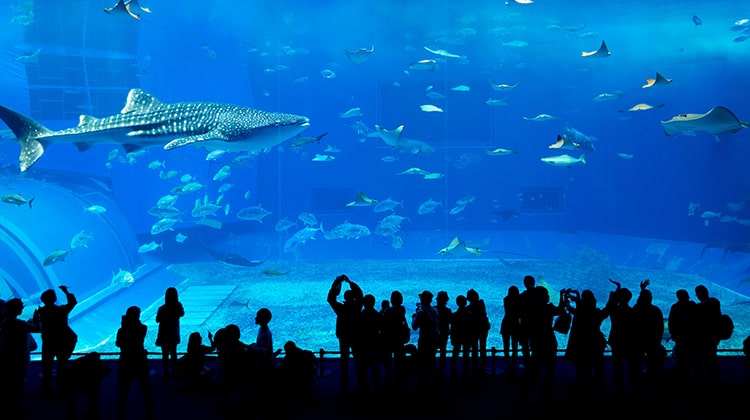 Thủy cung lớn nhất thế giới Dubai Aquarium - Dubai